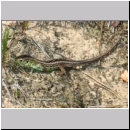 Lacerta agilis - Zauneidechse m09.jpg